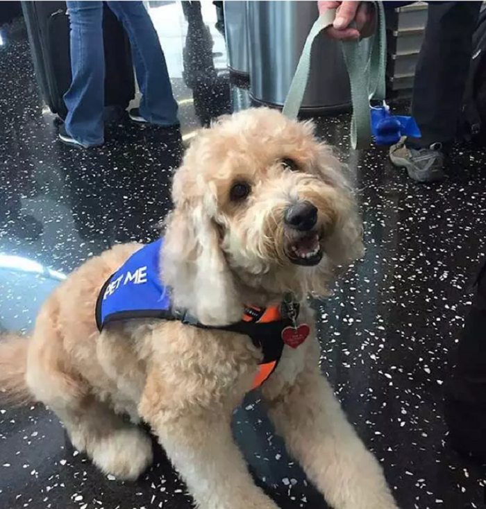 Seperti Manusia, AnjingAnjing Ini Juga Punya 'Pekerjaan', lo! Bobo