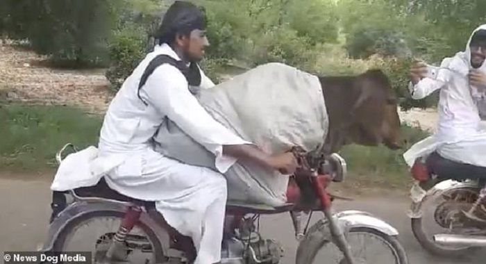 Pria ini membawa sapi dengan menggunakan sepeda motor
