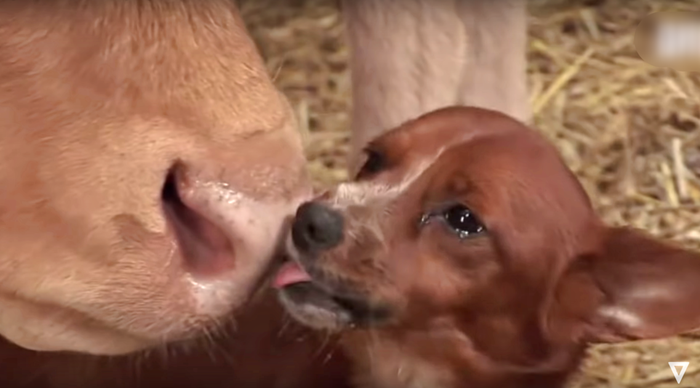 Video Mengharukan! Anjing Ini Tak Kuasa Menahan Tangis Ketika Dipisahkan dari 'Ibunya', Kisahnya Bikin Terenyuh!
