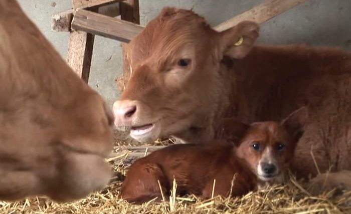 Video Mengharukan! Anjing Ini Tak Kuasa Menahan Tangis Ketika Dipisahkan dari 'Ibunya', Kisahnya Bikin Terenyuh!