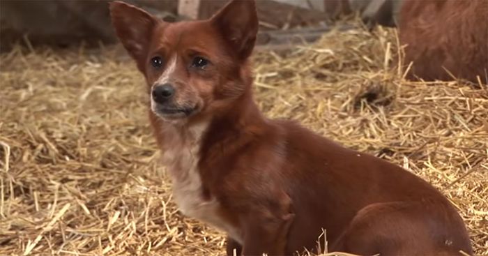 Video Mengharukan! Anjing Ini Tak Kuasa Menahan Tangis Ketika Dipisahkan dari 'Ibunya', Kisahnya Bikin Terenyuh!