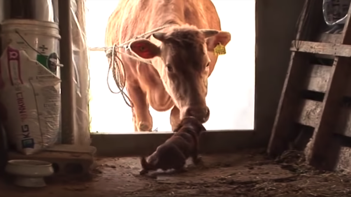 Video Mengharukan! Anjing Ini Tak Kuasa Menahan Tangis Ketika Dipisahkan dari 'Ibunya', Kisahnya Bikin Terenyuh!