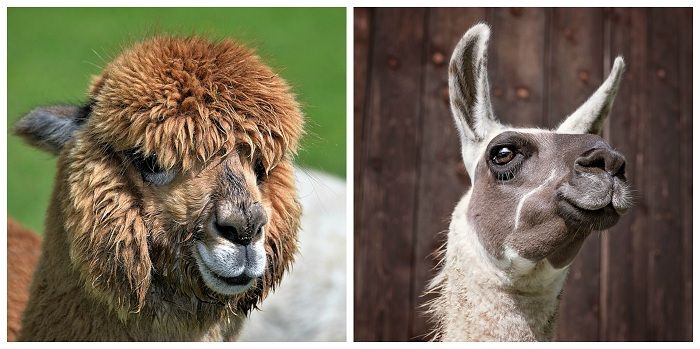 Unik! Jadi Peliharaan di Kantor, Persilangan Alpaka dan Unik! Jadi Peliharaan di Kantor, Persilangan Alpaka dan