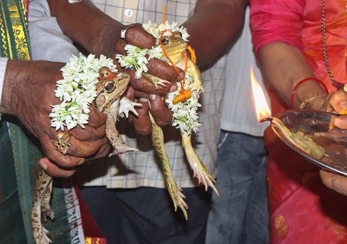 Pernikahan Hindu untuk dua kodok yang disebut