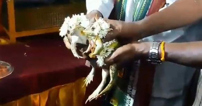 Mereka dinamai Varuna dan Varsha.