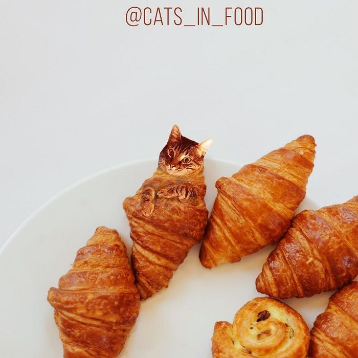 Unik, Kucing dan Makanan Digabungkan Menjadi Satu Gambar, Seperti Apa