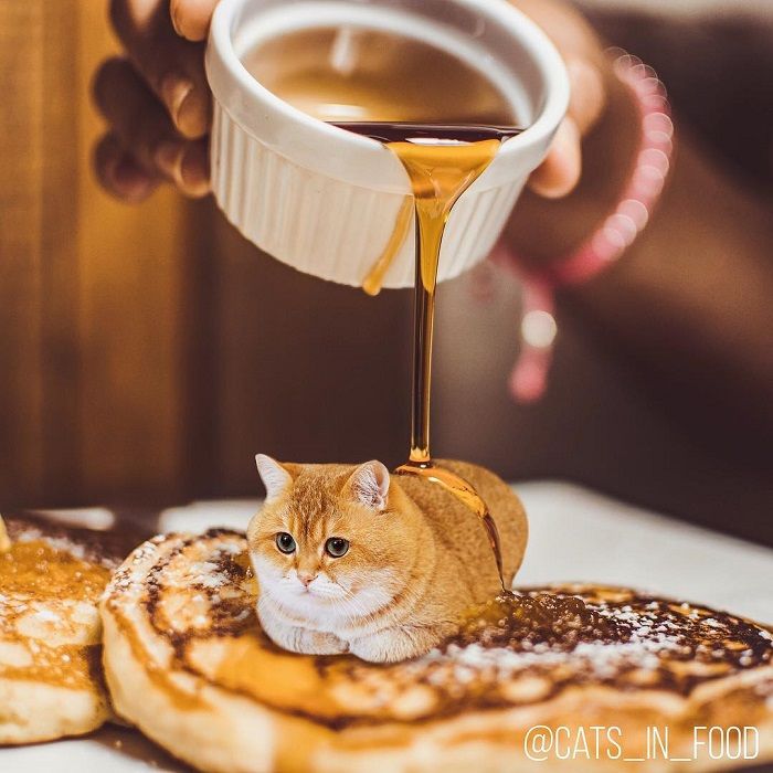Unik, Kucing dan Makanan Digabungkan Menjadi Satu Gambar, Seperti Apa