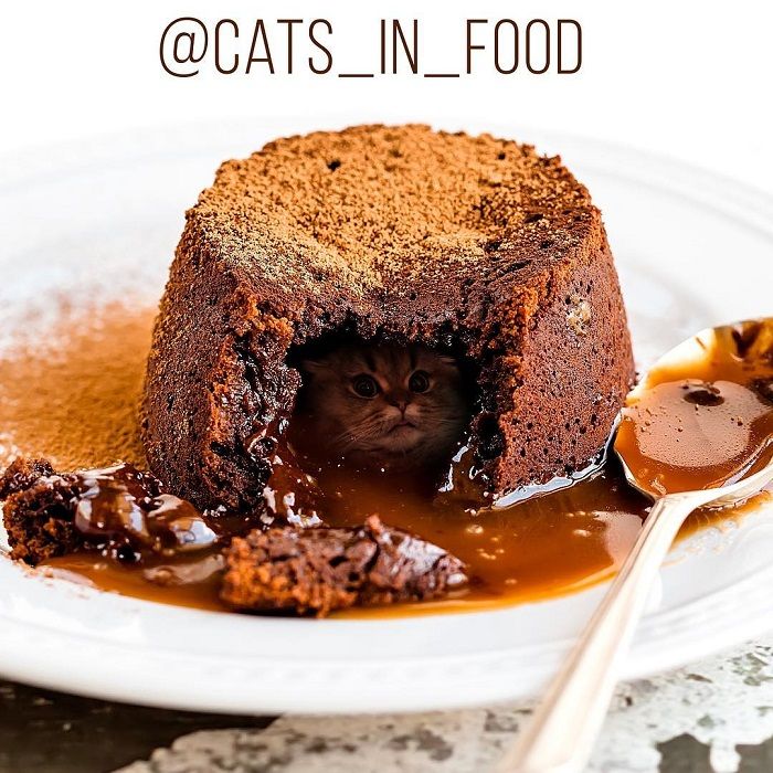 Unik, Kucing dan Makanan Digabungkan Menjadi Satu Gambar, Seperti Apa