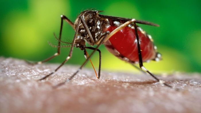 Nyamuk Demam Berdarah Dengue