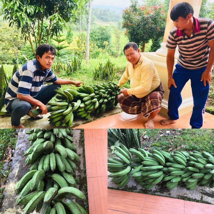 Susno Duadji panen pisang.