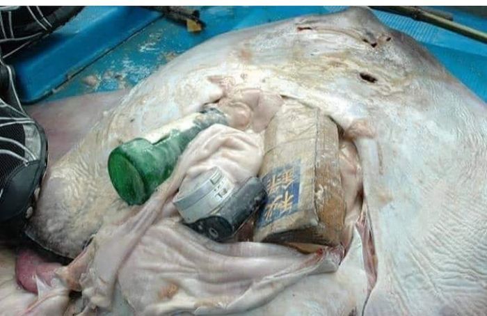 Sampah botol kaca, kamera dan buku ditemukan di dalam perut bangkai ikan pari ini.