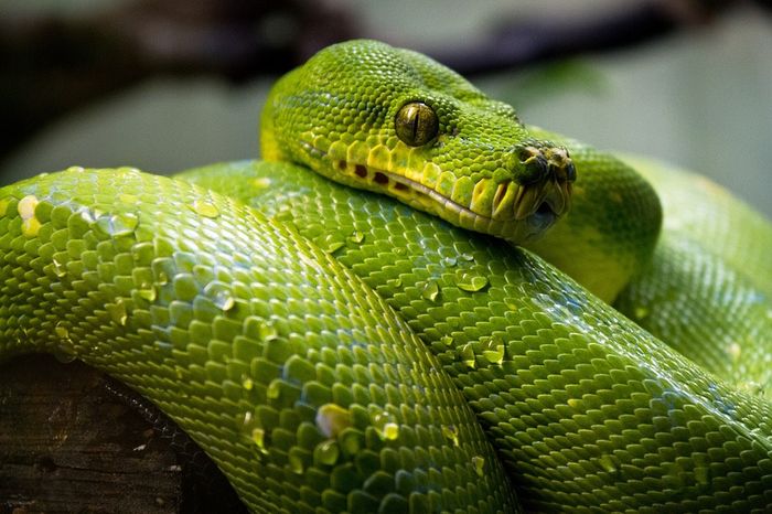 ♒ Mimpi dililit ular hijau togel