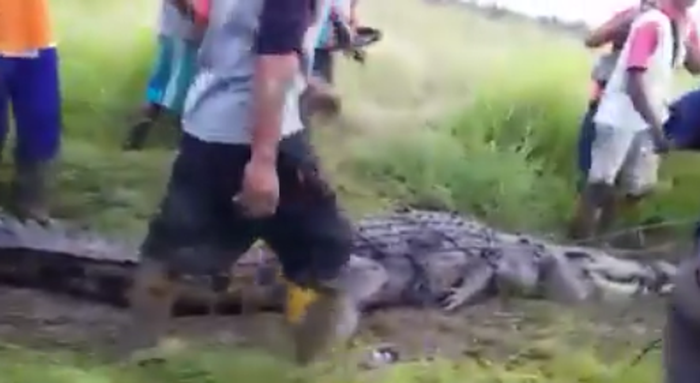 Warga Siak tangkap buaya berperut buncit yang mangsa penduduk setempat