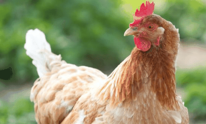 Gigoo ayam terkaya