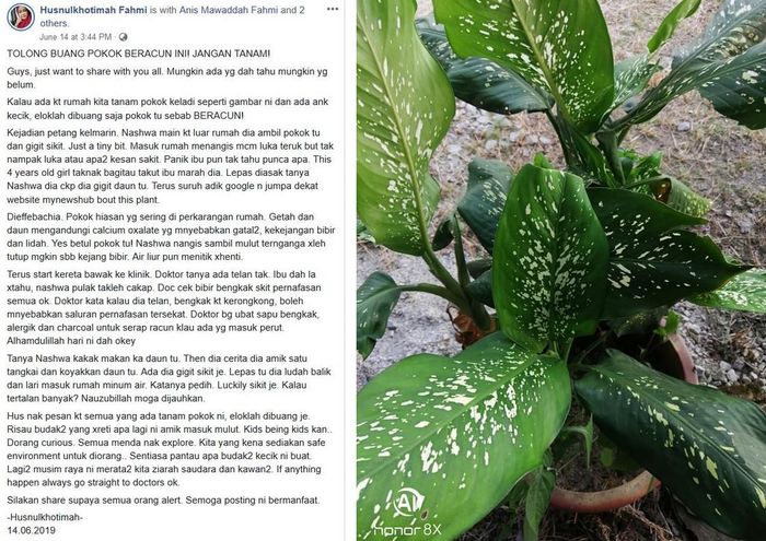 Cerita Fahmi (kiri), Daun Bahagia (kanan)
Facebook/Husnulkhotimah Fahmi