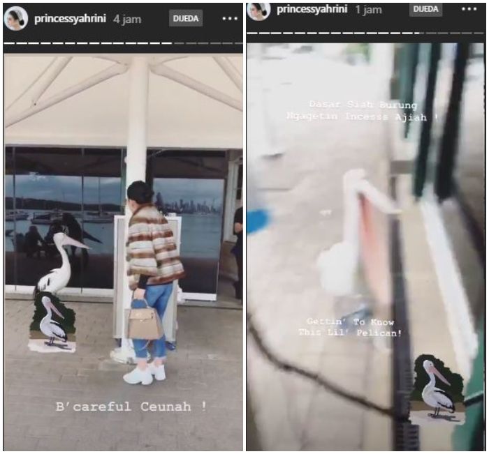 Momen Syahrini kaget diserang burung pelikan hingga membuat Reino Barack tertawa.