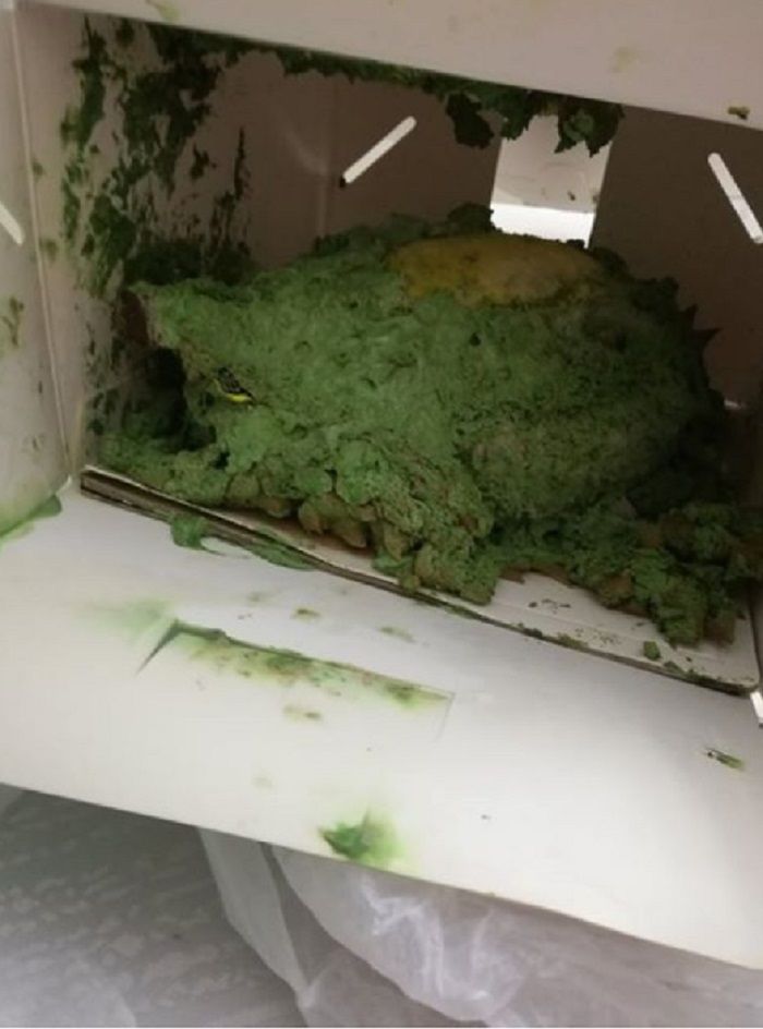 Kue yang diterima oleh Jane