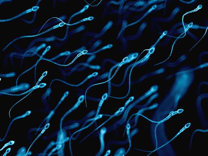 Ilustrasi sperma