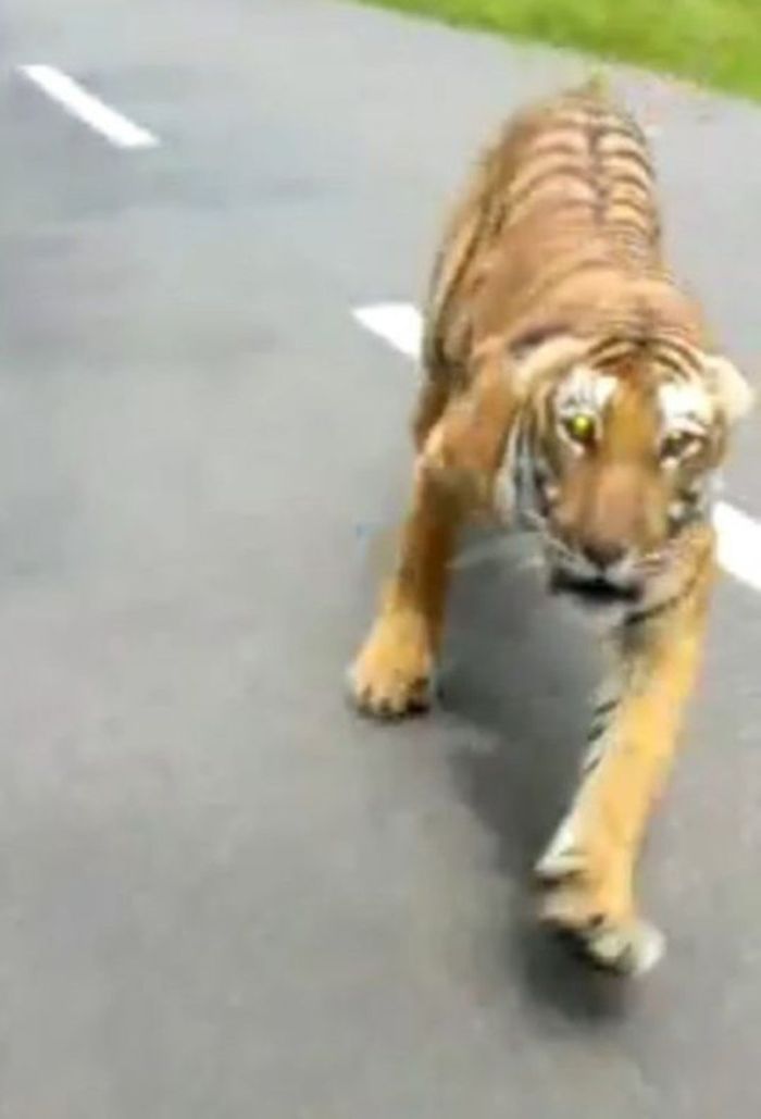 Unduh 610 Koleksi Gambar Harimau Jalan  Gratis HD