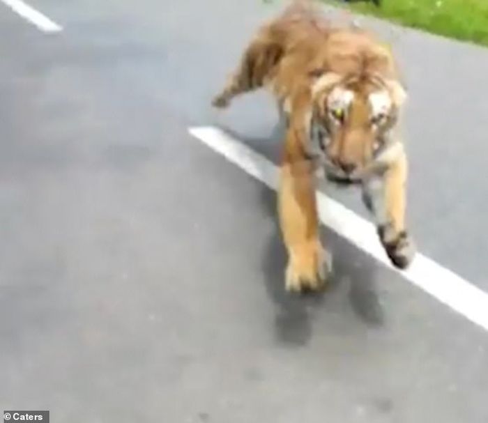 Sosok harimau keluar dari hutan hampir menerkam pengendara bermotor.