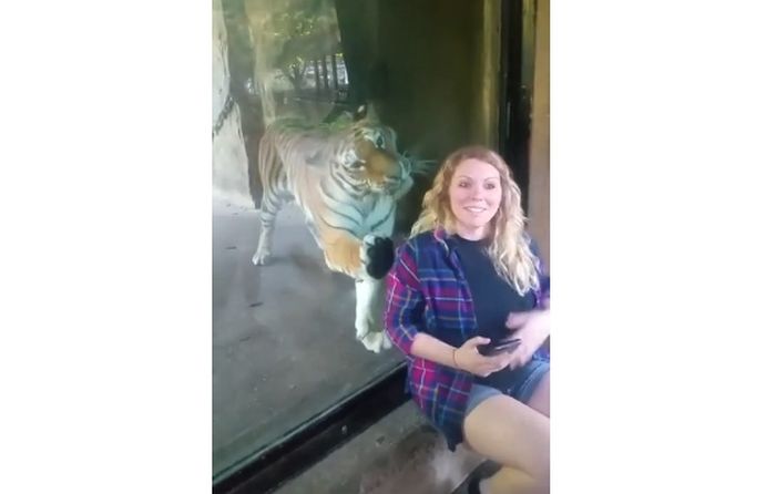 Sadar Wanita di Depannya Tengah Hamil, Inilah yang Dilakukan Harimau dalam Video!