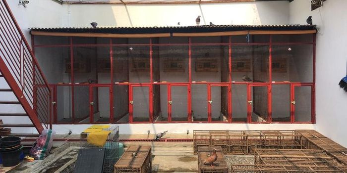 Ini 3 Fakta Unik Pria Depok Yang Beli Burung Merpati Seharga Rp 1