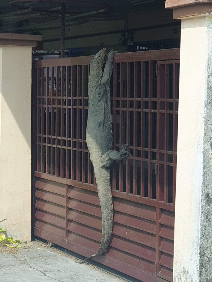 Biawak Masuk Rumah Pertanda Apa