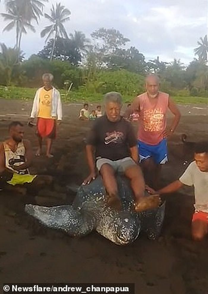 Penyu belimbing ditunggangi oleh penduduk lokal di pantai Indonesia.