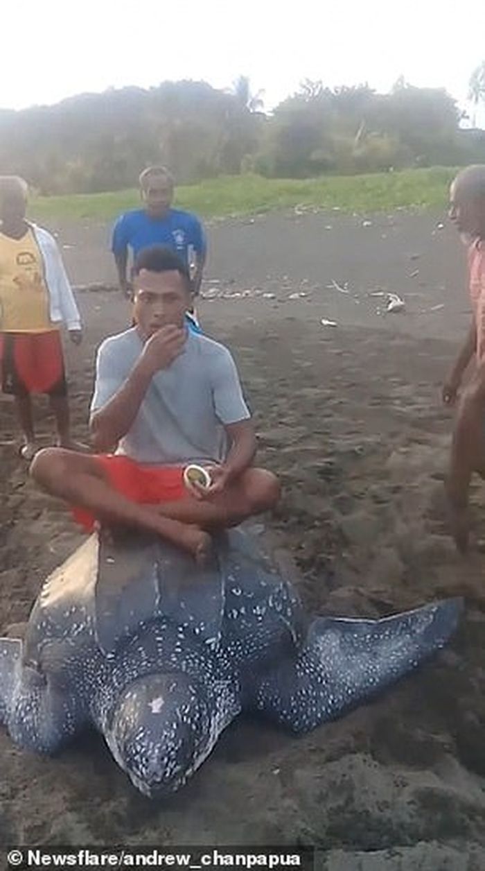 Penyu belimbing ditunggangi oleh penduduk lokal di pantai Indonesia.