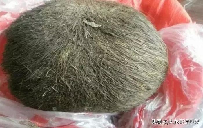 Benda aneh berbulu yang ternyata sangat langka.