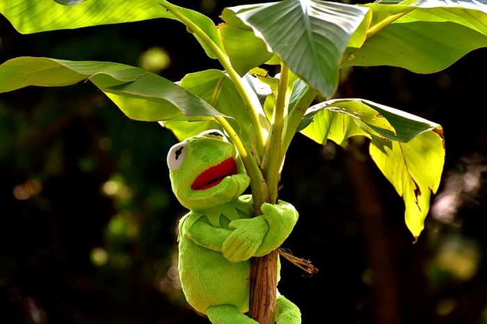 Ilustrasi menanam pohon pisang