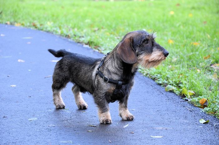 Anjing Berkaki Pendek dan Bertubuh Panjang Ini Awalnya Pemburu, lo! Bobo