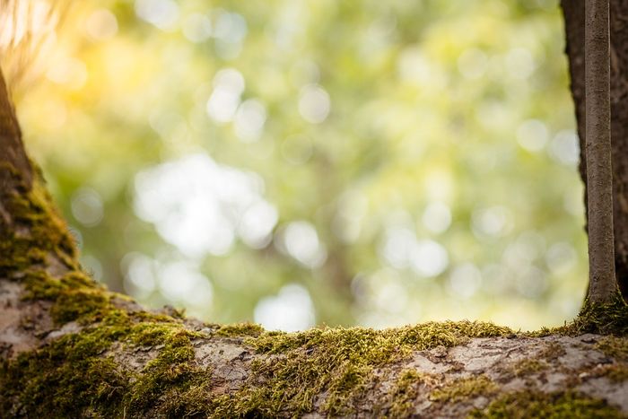 Ini Tips Foto Bokeh dengan Kamera Smartphone, Coba, yuk! Bobo