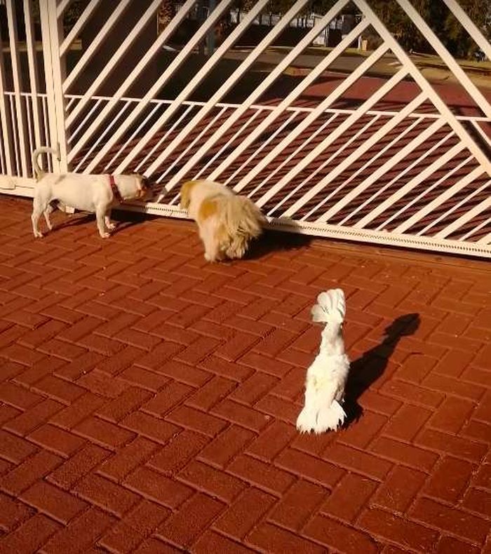 Lucunya Video Kakatua Penjaga Keamanan Menggonggong Layaknya Anjing