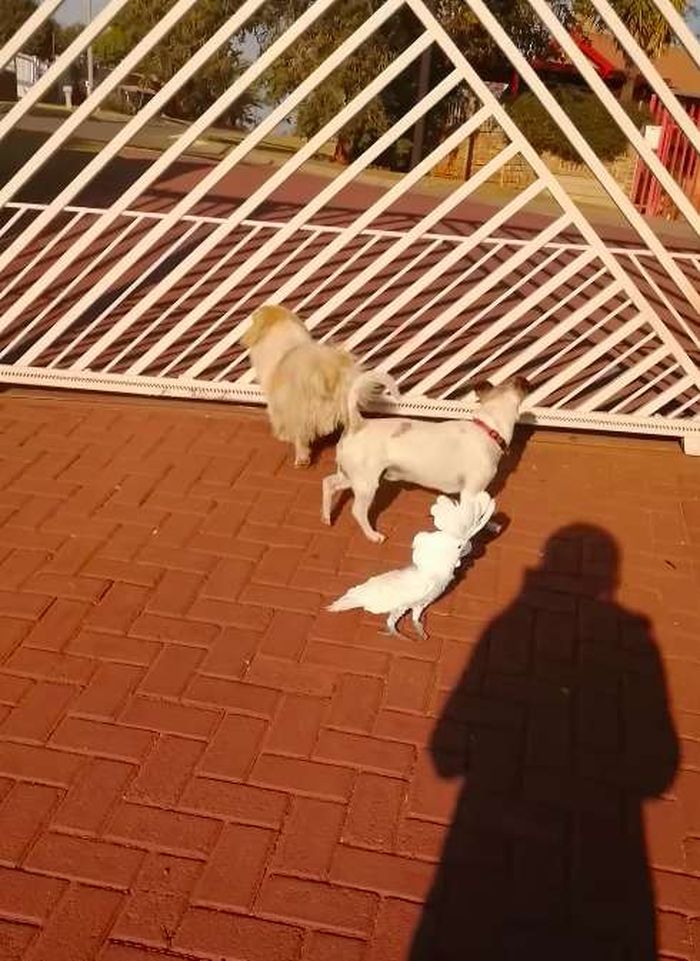 Meniru Teman-temannya di Rumah, Lucunya Kakatua Ini Menggonggong Layaknya Anjing