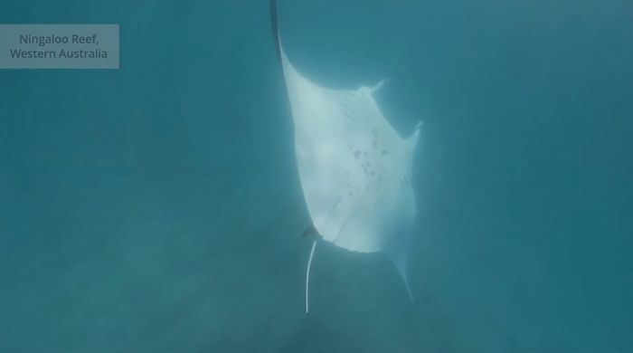 Viral Video Ikan Pari Manta Raksasa Minta Tolong Untuk Selamatkan