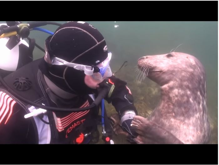 Bertemu Anjing Laut Saat Menyelam Video Ini Tunjukkan Apa Yang