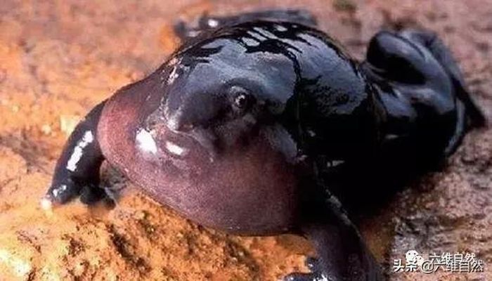 670+ Contoh Gambar Kolase Katak HD Terbaik