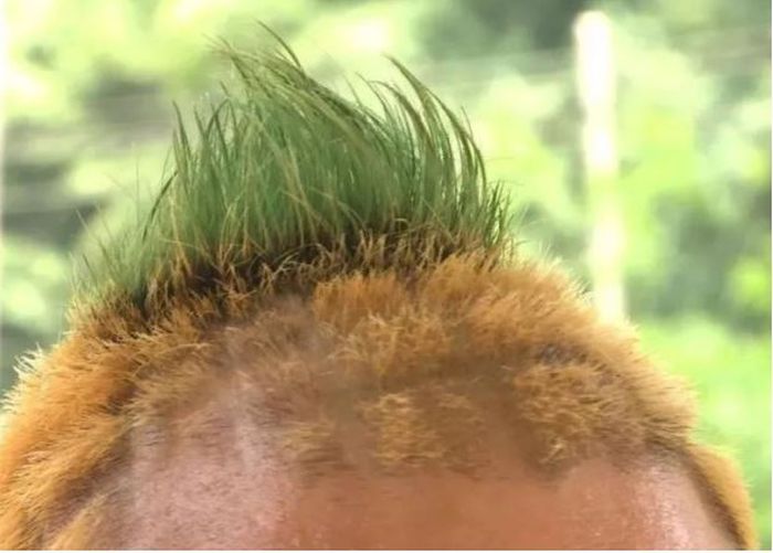 Gaya rambut Su yang nyentrik lengkap dengan daun nanas