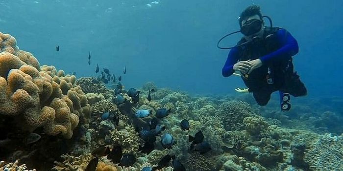Ingin Melihat LumbaLumba, Cobalah Berkunjung ke 4 Tempat ini Bobo