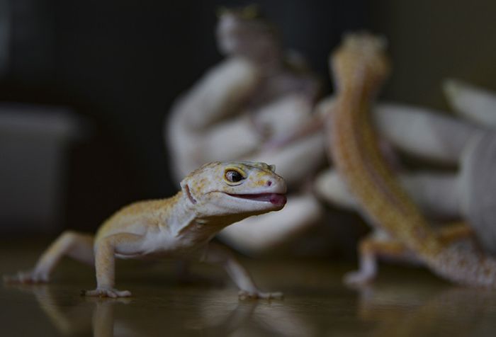 Pikirkan Seribu Kali Pelihara Satwa Asing Pemilik Tokek Impor