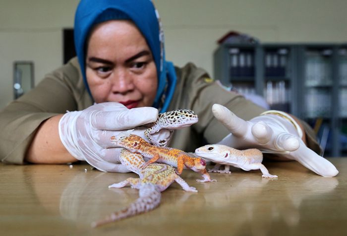 Pikirkan Seribu Kali Pelihara Satwa Asing Pemilik Tokek Impor