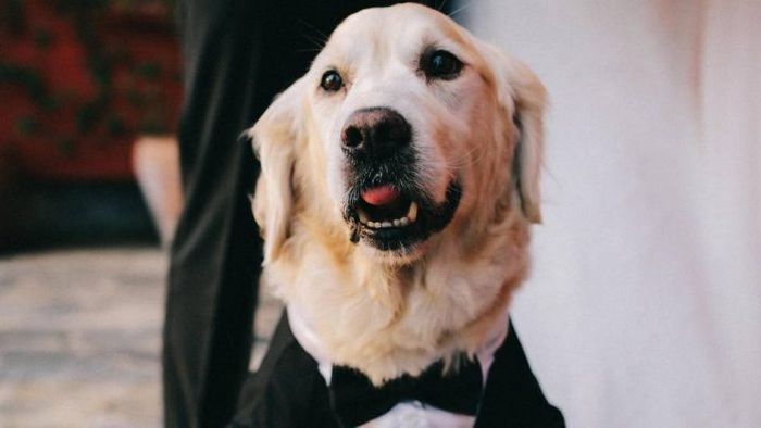 Ilustrasi anjing Golden Retriver