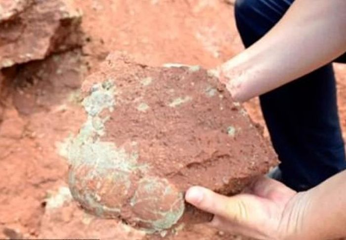 Telur dinosaurus berusia 65 juta tahun ditemukan di Heyuan
