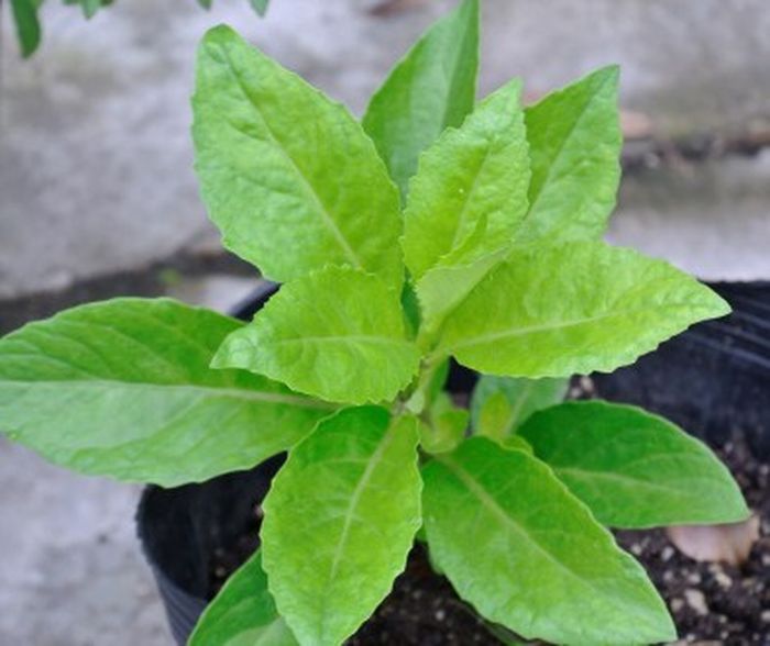 Tumbuhan daun dewa (Gynura procumbens)