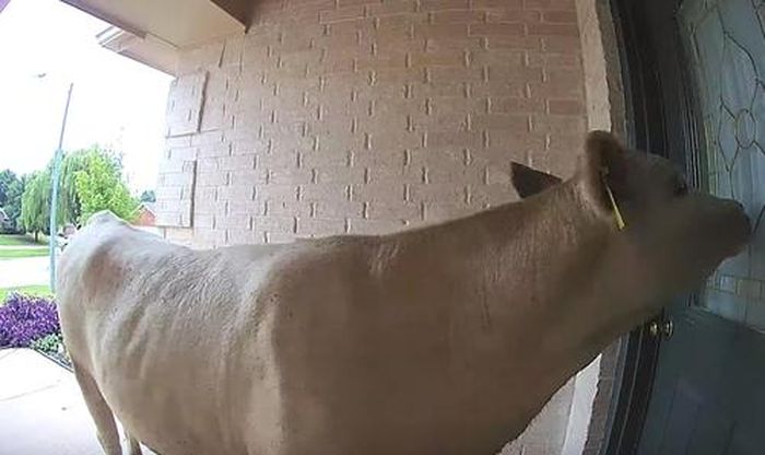 8300 Gambar Hewan Sapi Lucu HD