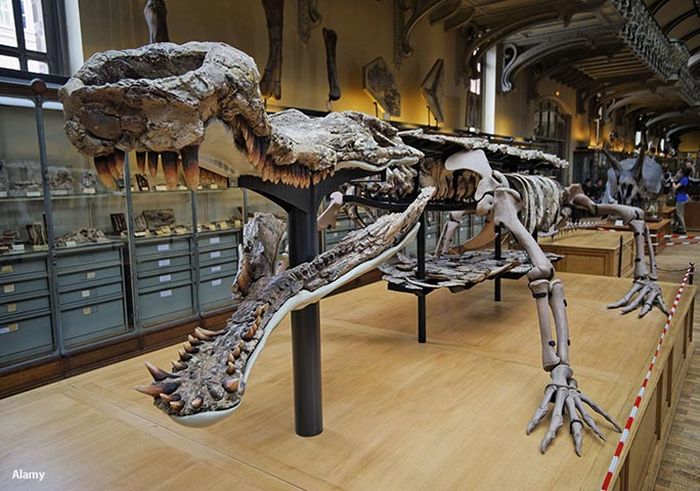 Tulang Sarcosuchus
