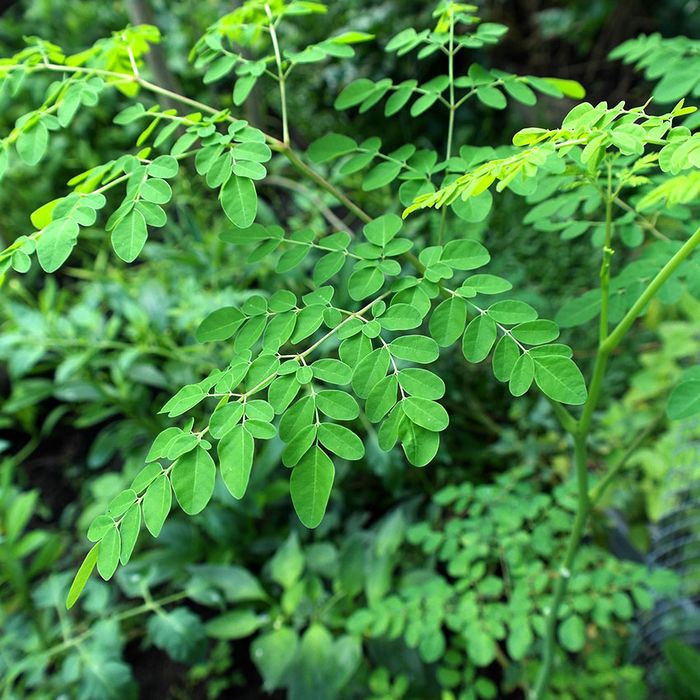 Tumbuhan kelor (Moringa oleifera)