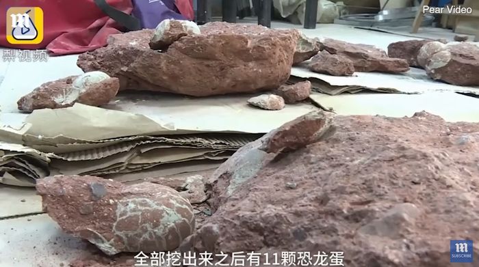 Awalnya Mengira Batu Aneh, Bocah Ini Ternyata Temukan Telur dari Hewan Jutaan Tahun Lalu, Lihat Videonya!