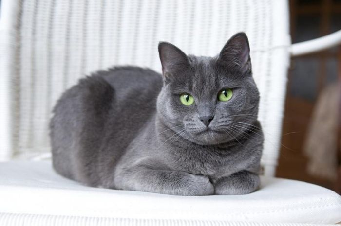 Jenis kucing termahal di dunia